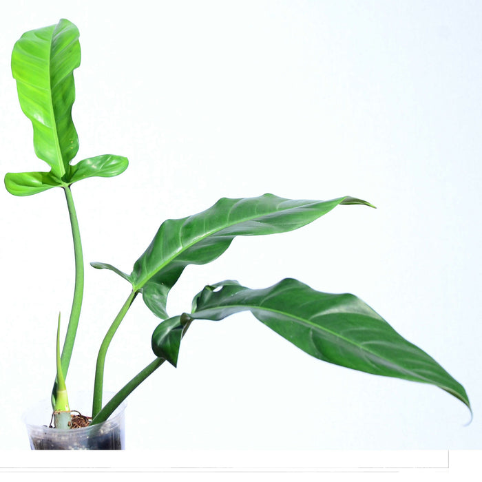 Philodendron lapoanum