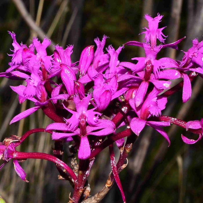 Epidendrum quitensium
