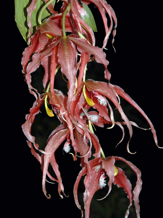 Paphinia herrerae