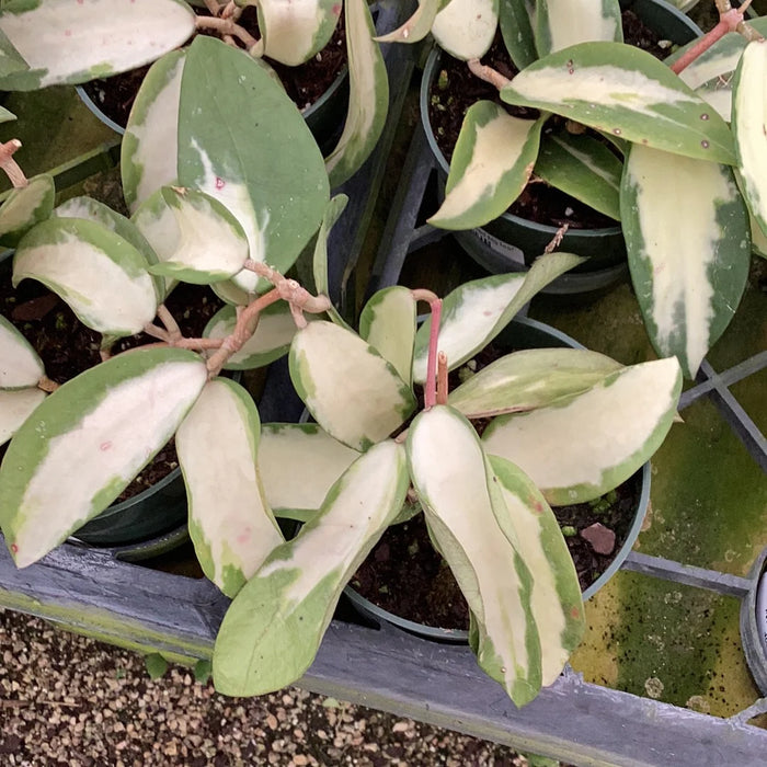 Hoya acuta variegated big leaf