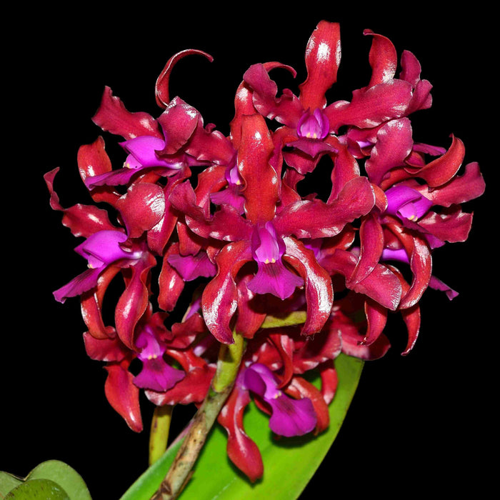 Laeliocattleya Mi Morena