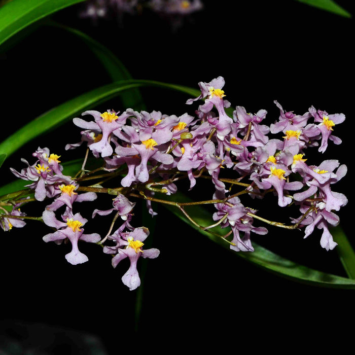 Oncidium sotoanum