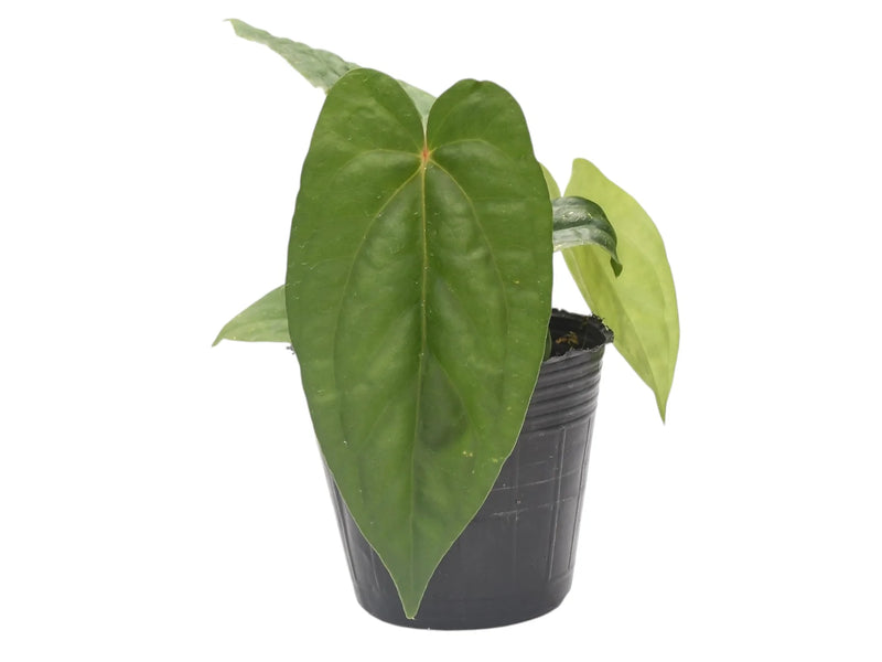 Anthurium nigrolaminum gigante x Anthurium dressleri