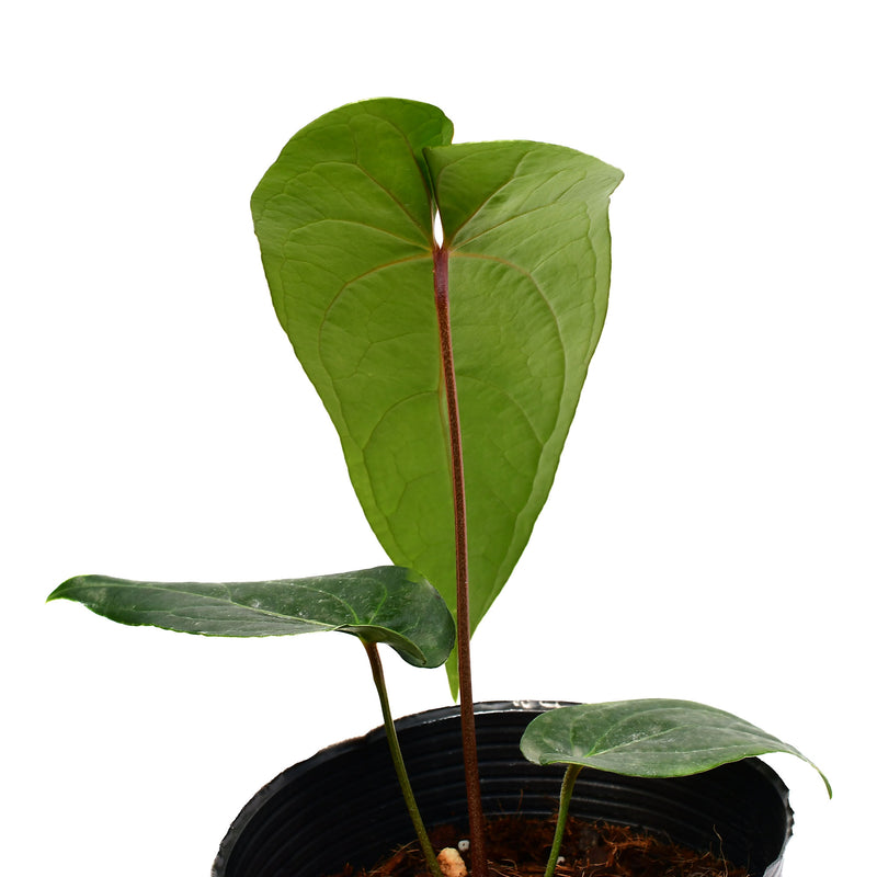 Anthurium magnificum x Anthurium draconopterum 'Camaniense'