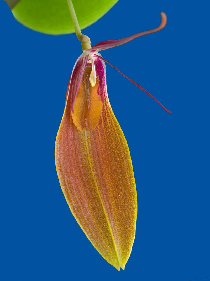 Restrepia persicina