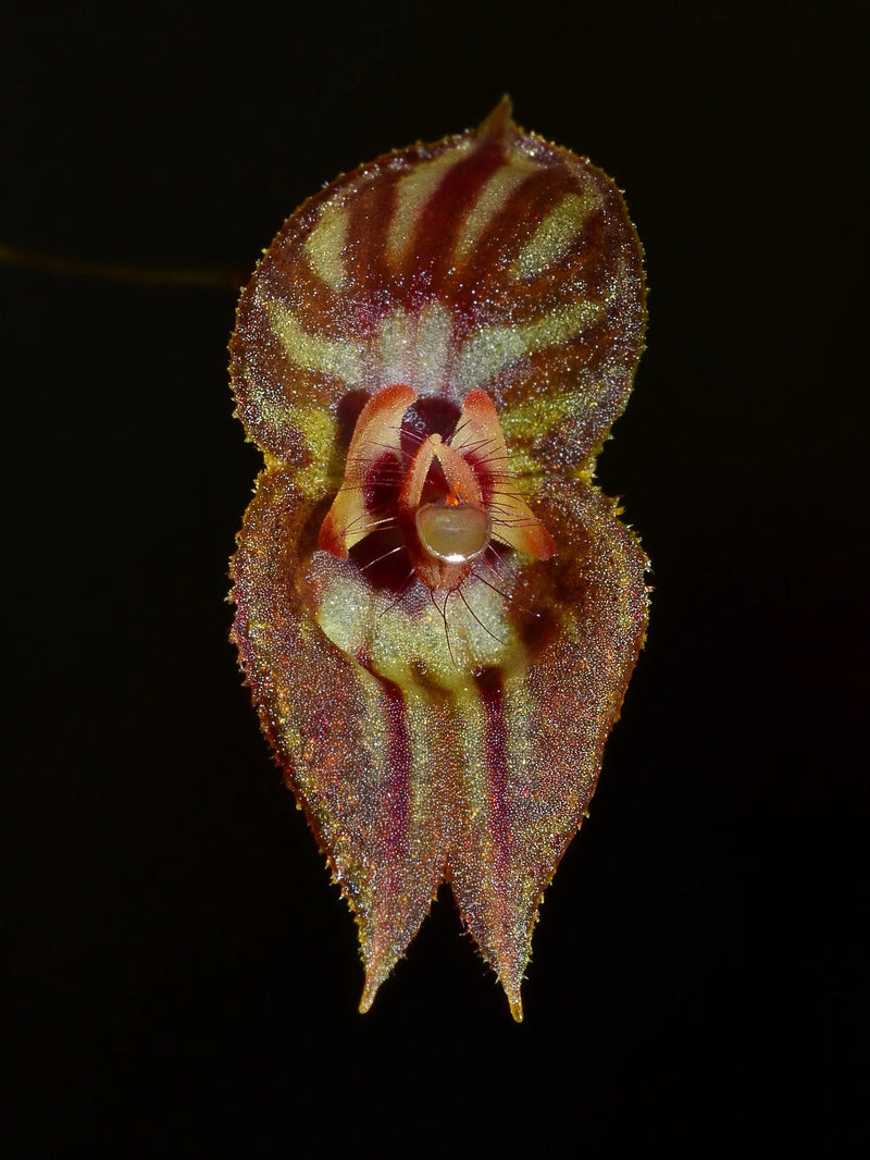 Lepanthes mulleriana
