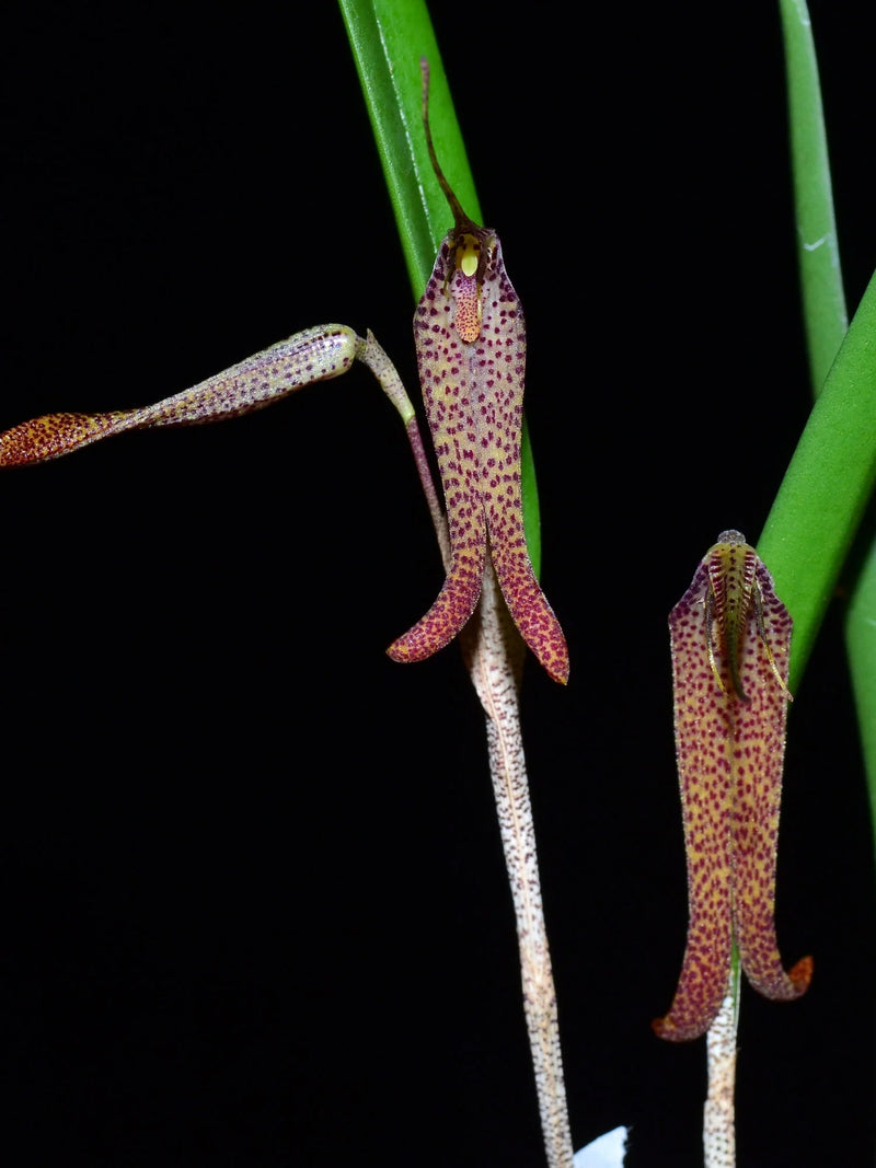 Restrepia chocoensis