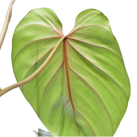 Philodendron lynamii x Philodendron plowmanii (seedling)