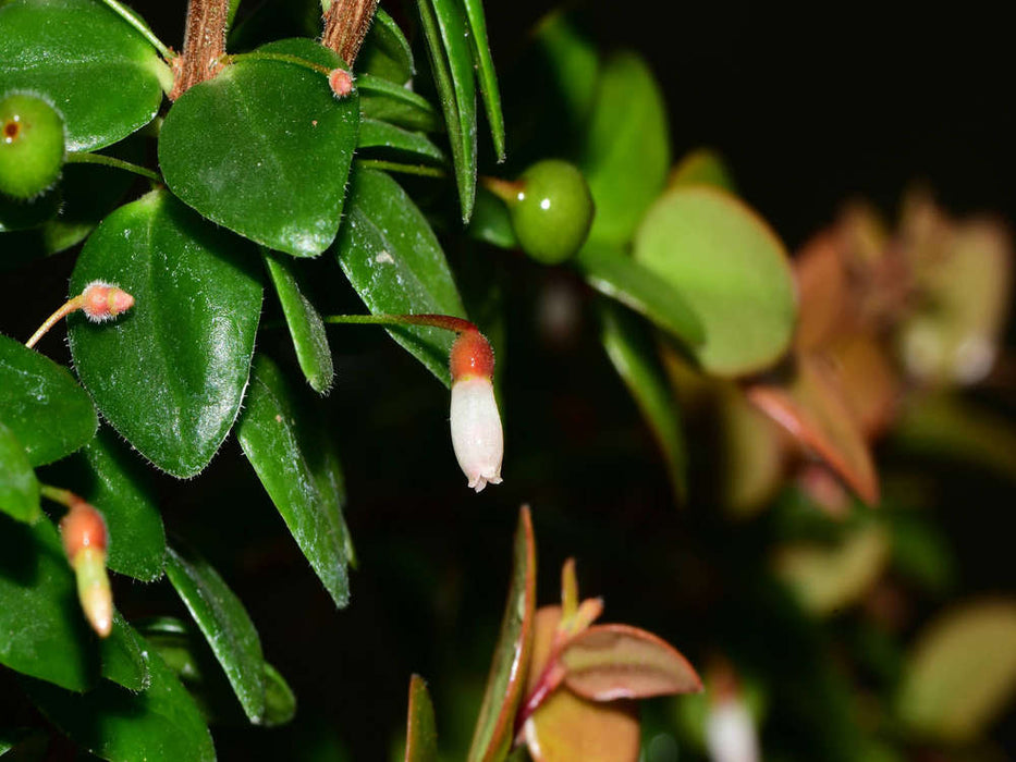 Sphyrospermum buxifolium