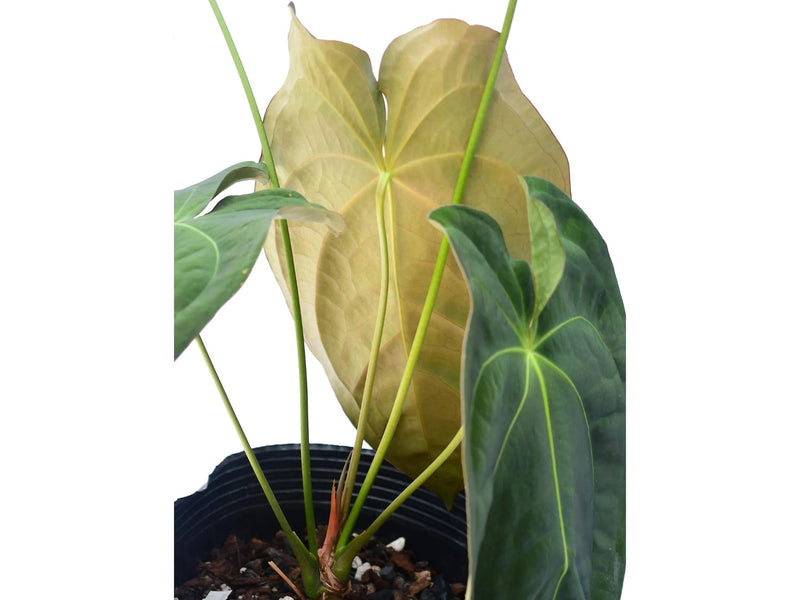 Anthurium Emerald Throne