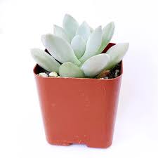 Pachyphytum Haagei-Jewel Plant  1g