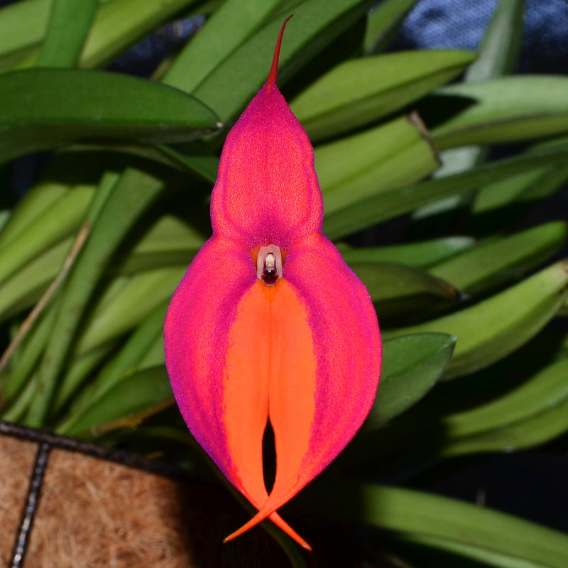Masdevallia veitchiana