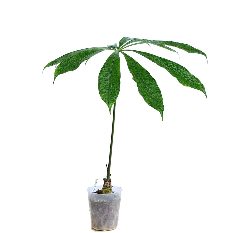 アンスリウム　クロアティ　コルガド　A Croatii Corrugado Anthurium croatii 