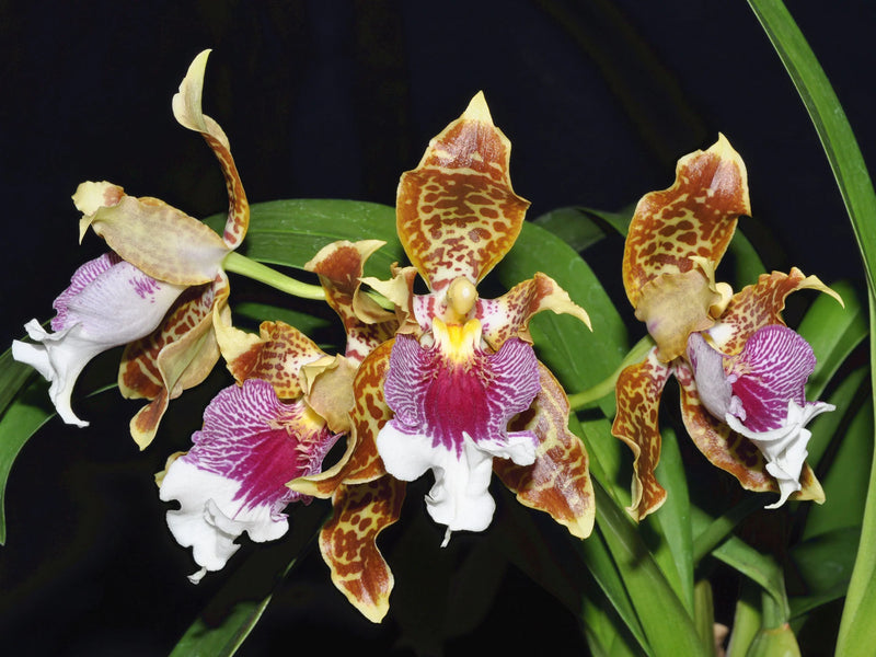 Odontoglossum harryanum