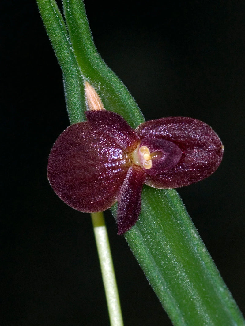 Pleurothallis dilemma