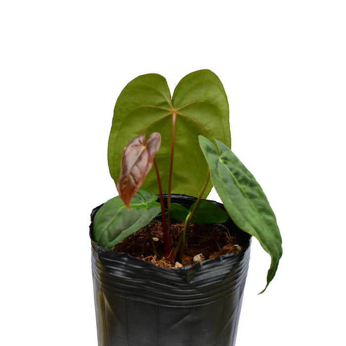 Anthurium Cuyabeno Soul x Anthurium papillilaminum