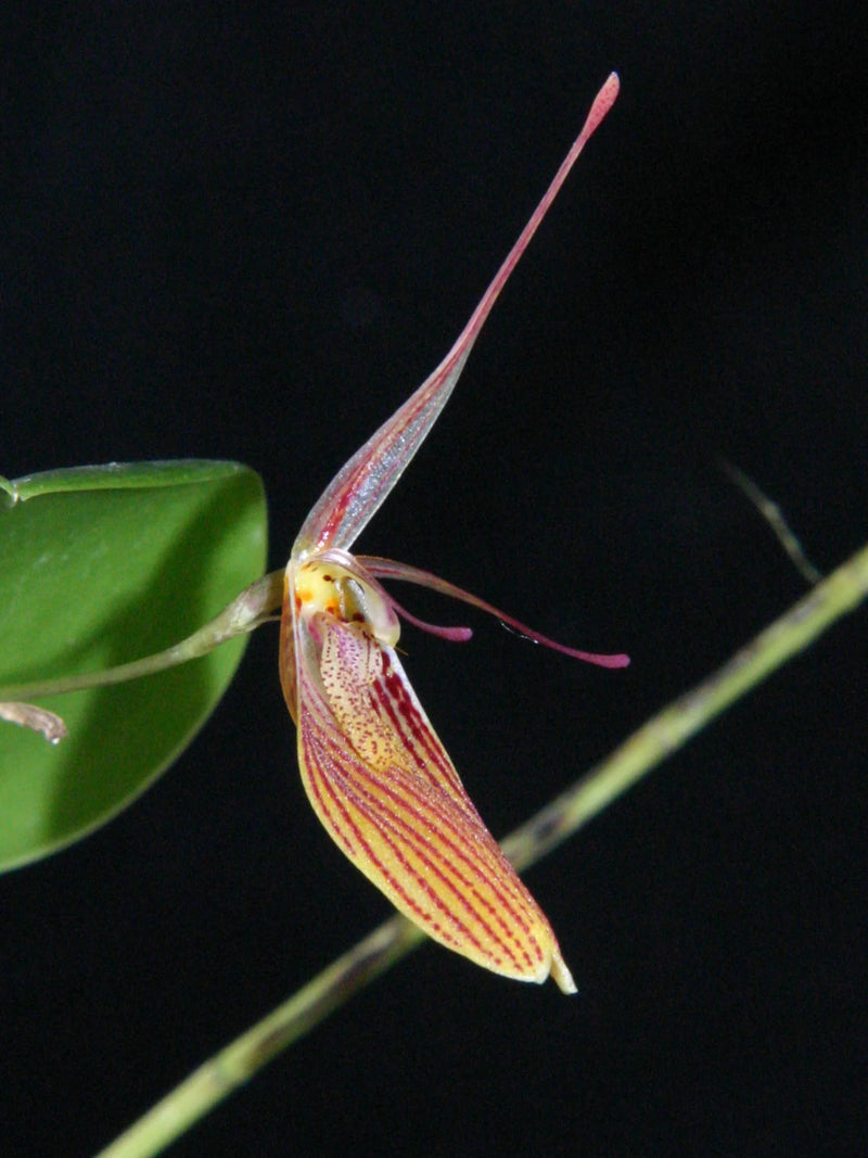 Restrepia tabeae