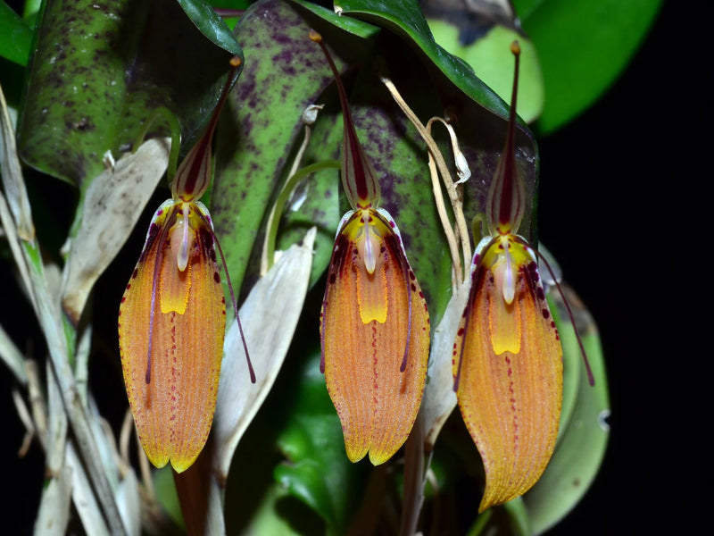 Restrepia cuprea