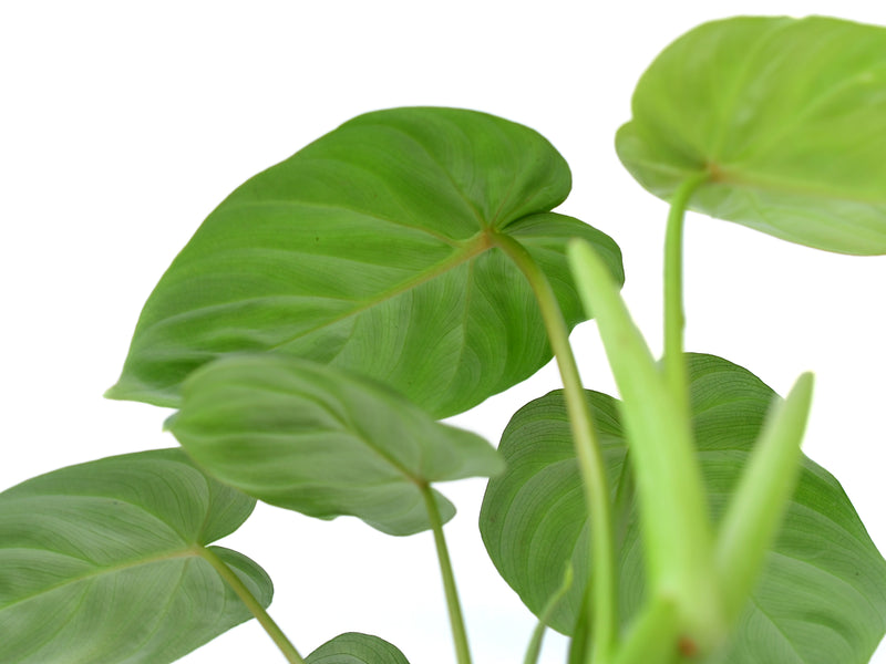 Philodendron verrucosum 2 x Philodendron  pastazanum