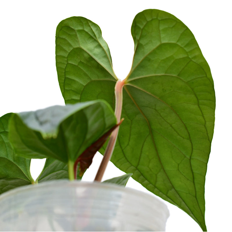 Anthurium sagittatum Esmeralda x Anthurium luxurians