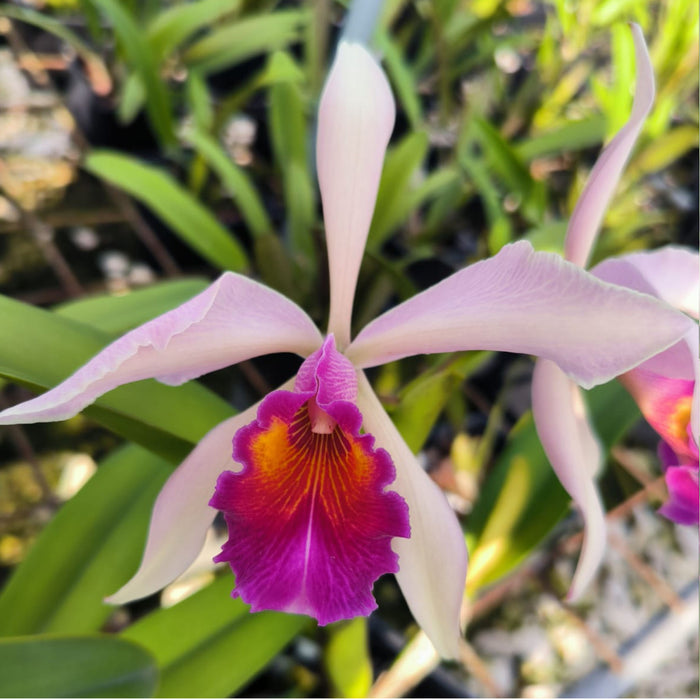 Cattleya Kiat Tan