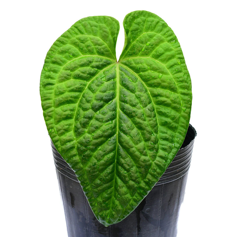 Anthurium Splendid Marthina