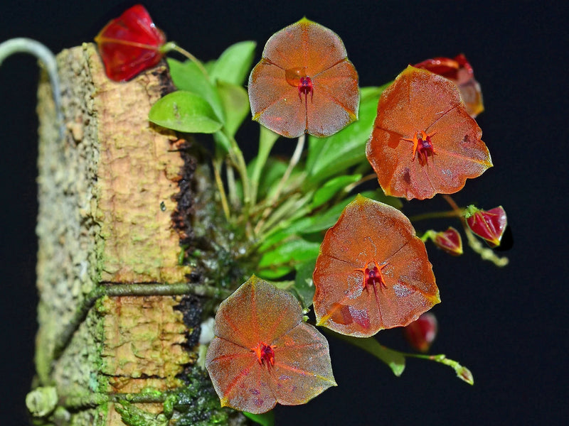 Lepanthes telipogoniflora