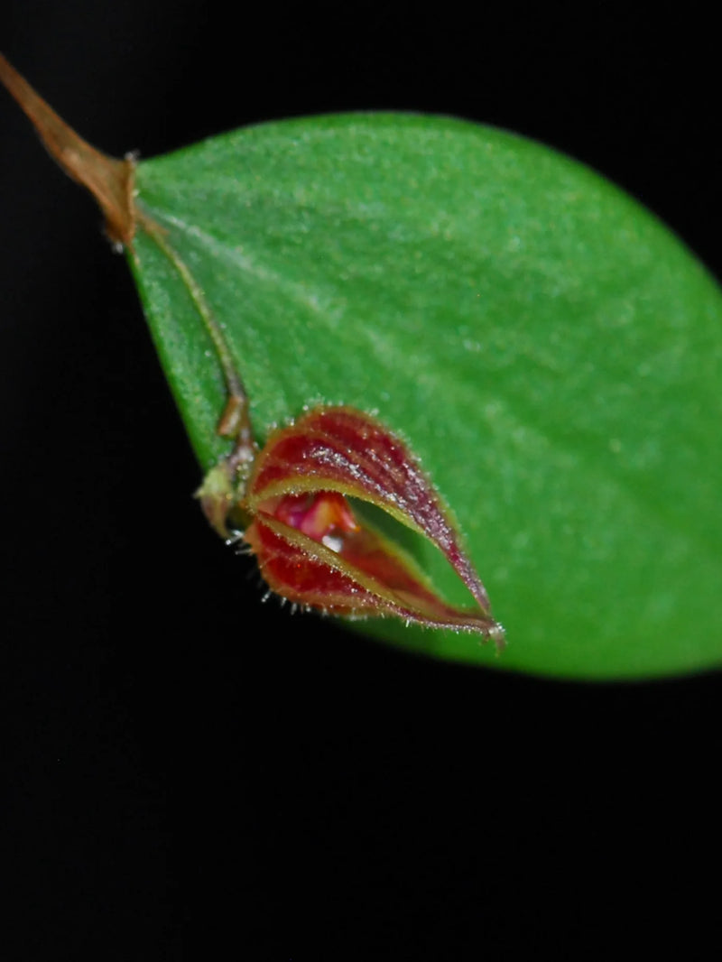 Lepanthes pelvis