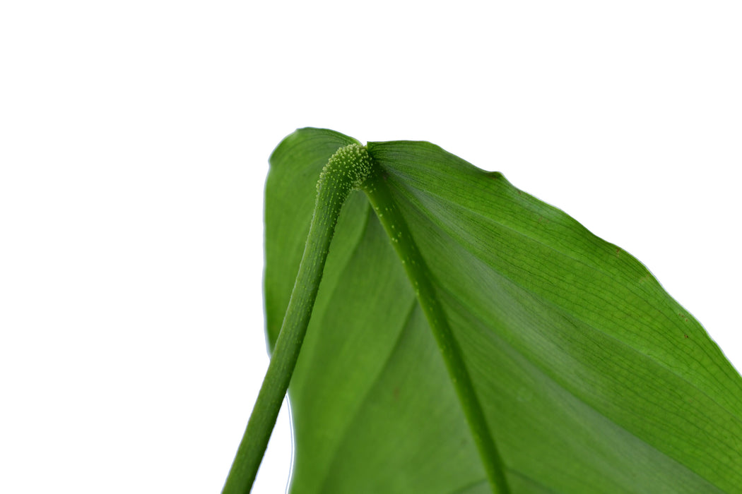 Philodendron fibrillosum