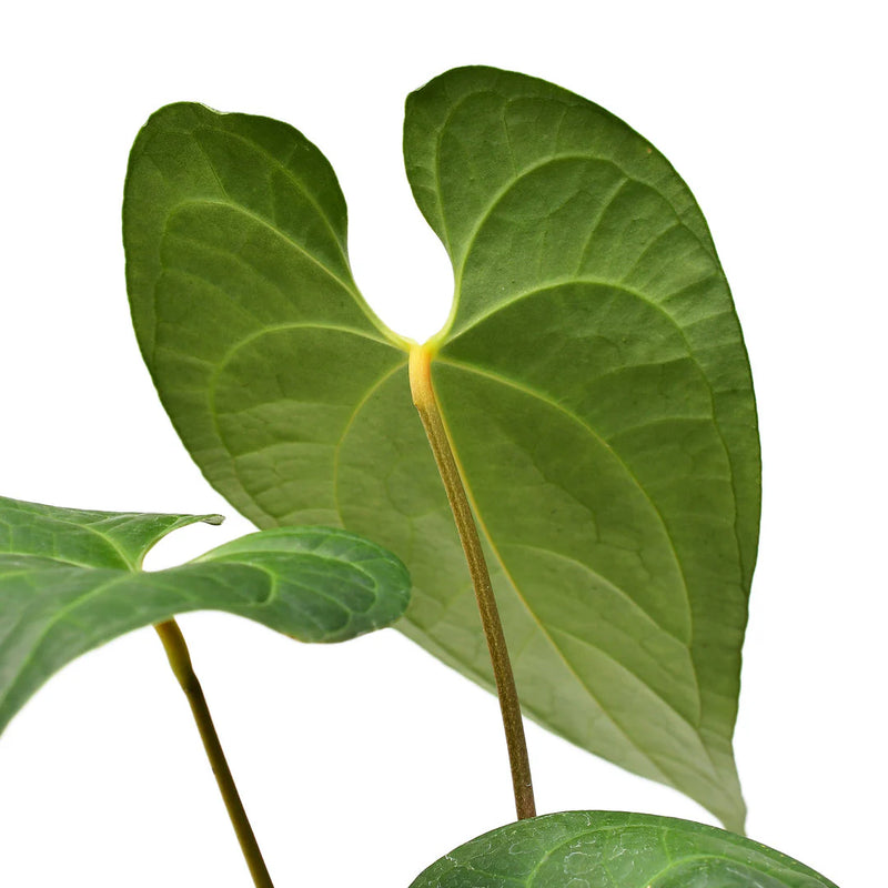 Anthurium Noah liberty