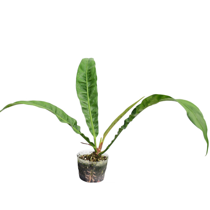 Anthurium reflexinervium aff