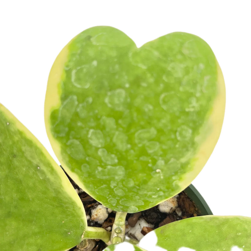 Hoya kerrii albomarginata