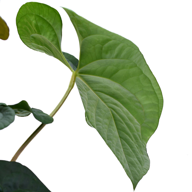 Anthurium Celestial Vine