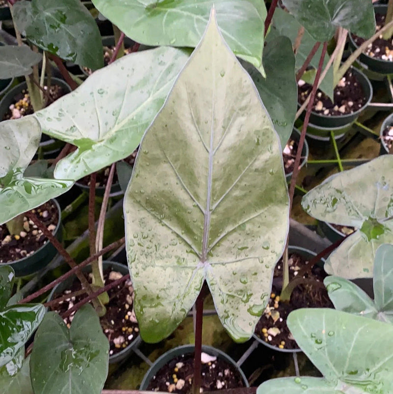 Alocasia Metalhead