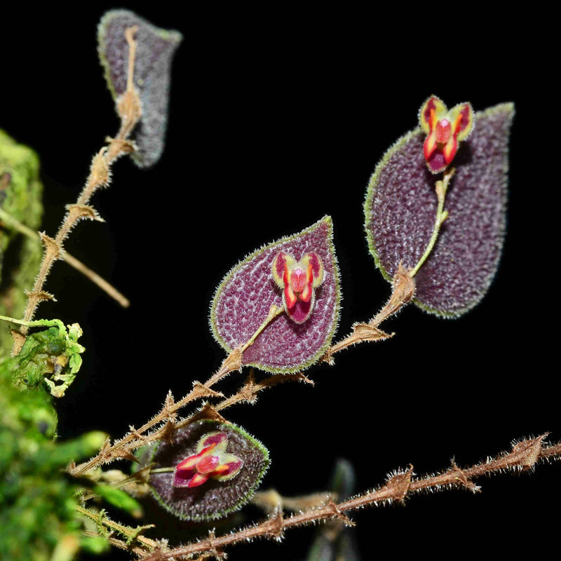 Lepanthes aculeata