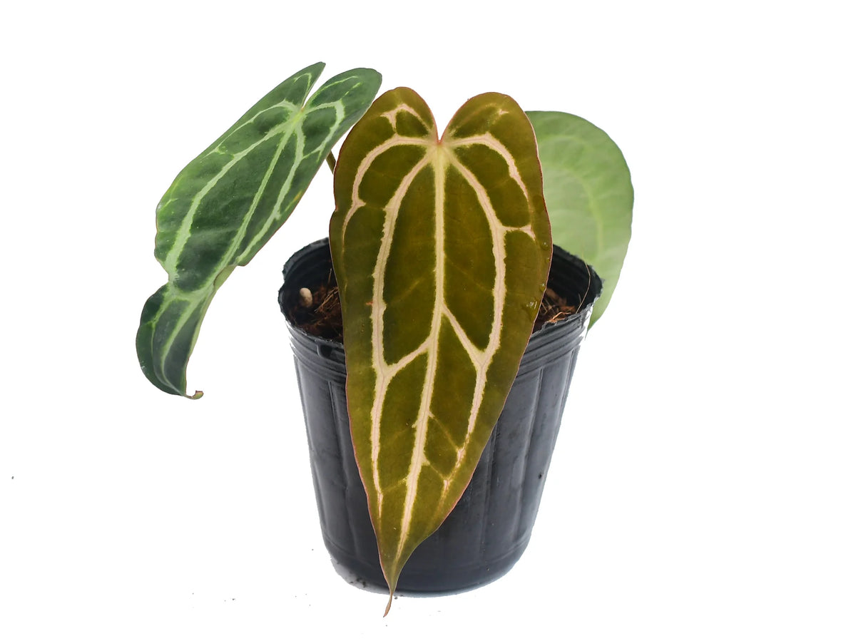 Anthurium carlablackiae (seedling) — Ecuagenera California