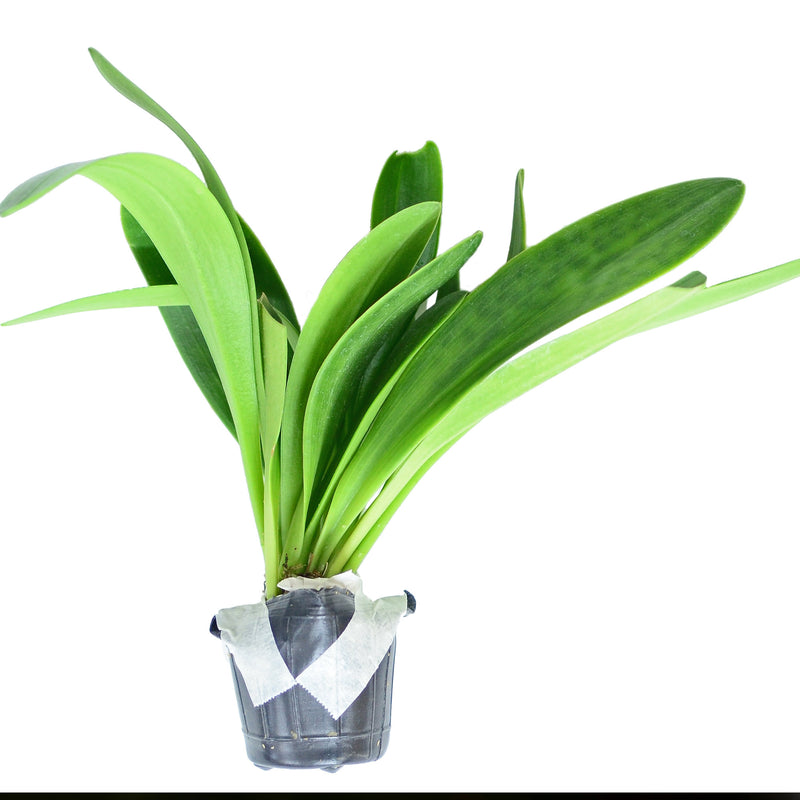 Masdevallia ayabacana