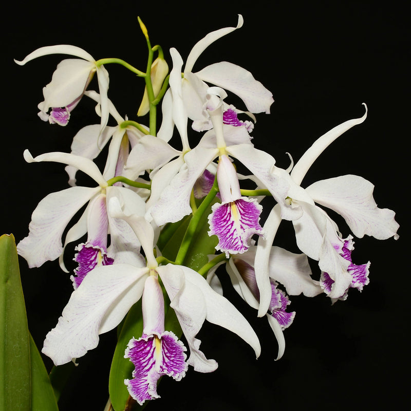 Cattleya maxima f. semialba 'Angel' x 'Rolando'