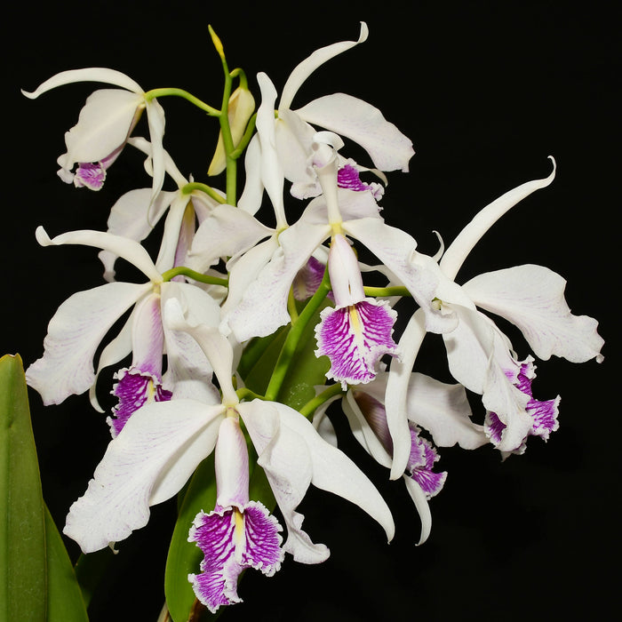 Cattleya maxima semialba Angel x Rolando