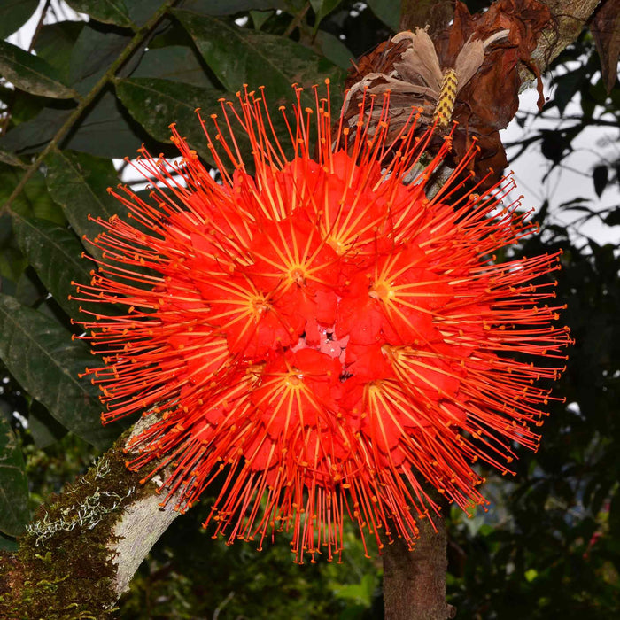 Brownea macrophylla