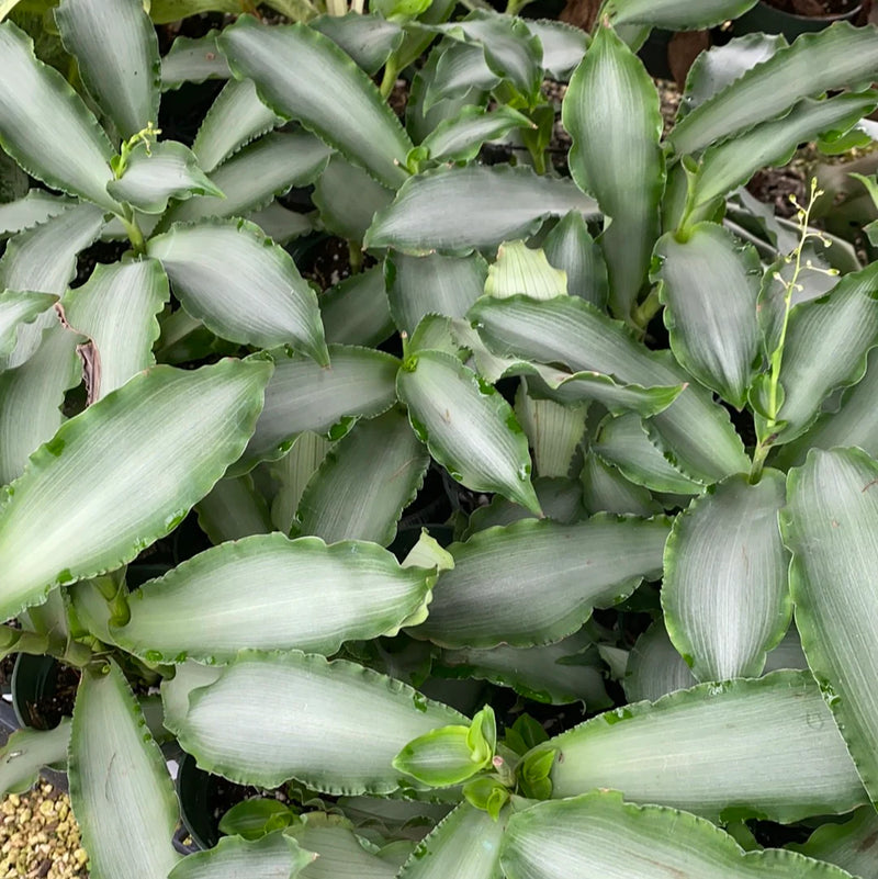 Callisia fragrans silver