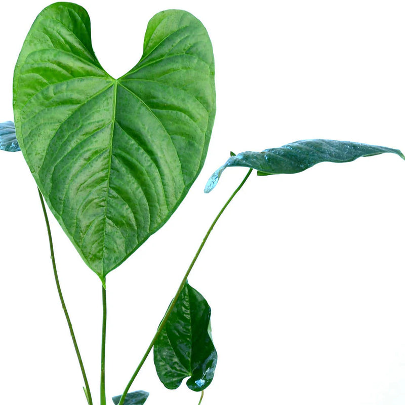 Anthurium gymnopus purple