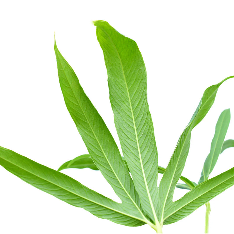 Anthurium angustisectum