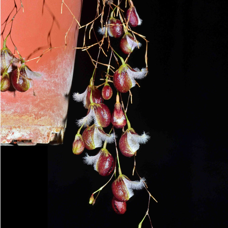 Pleurothallis cypripedioides