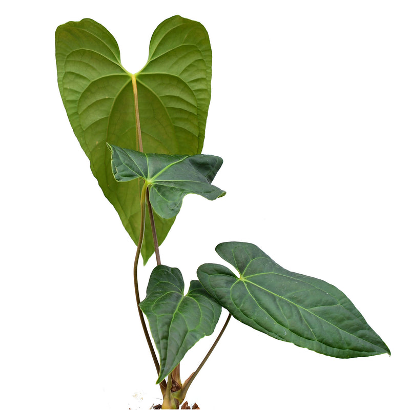 Anthurium Jungle Dreams x Anthurium nigrolaminum 'Gigi'