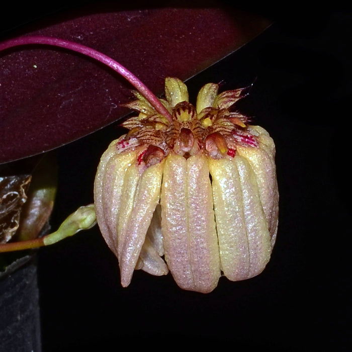 Bulbophyllum auratum pink