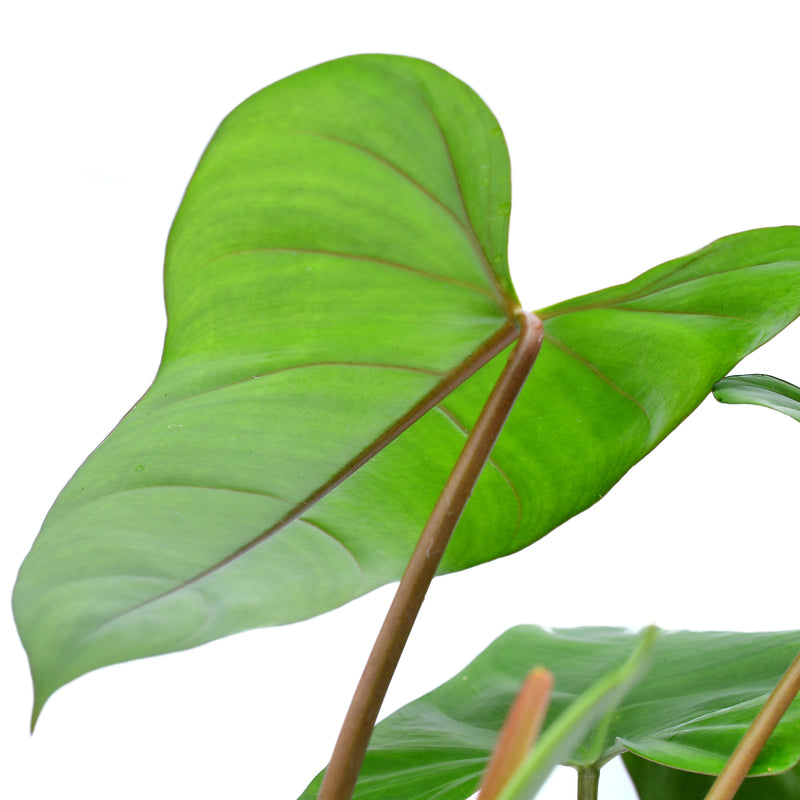 Philodendron pinnatilobum aff x Philodendron Jose Buono