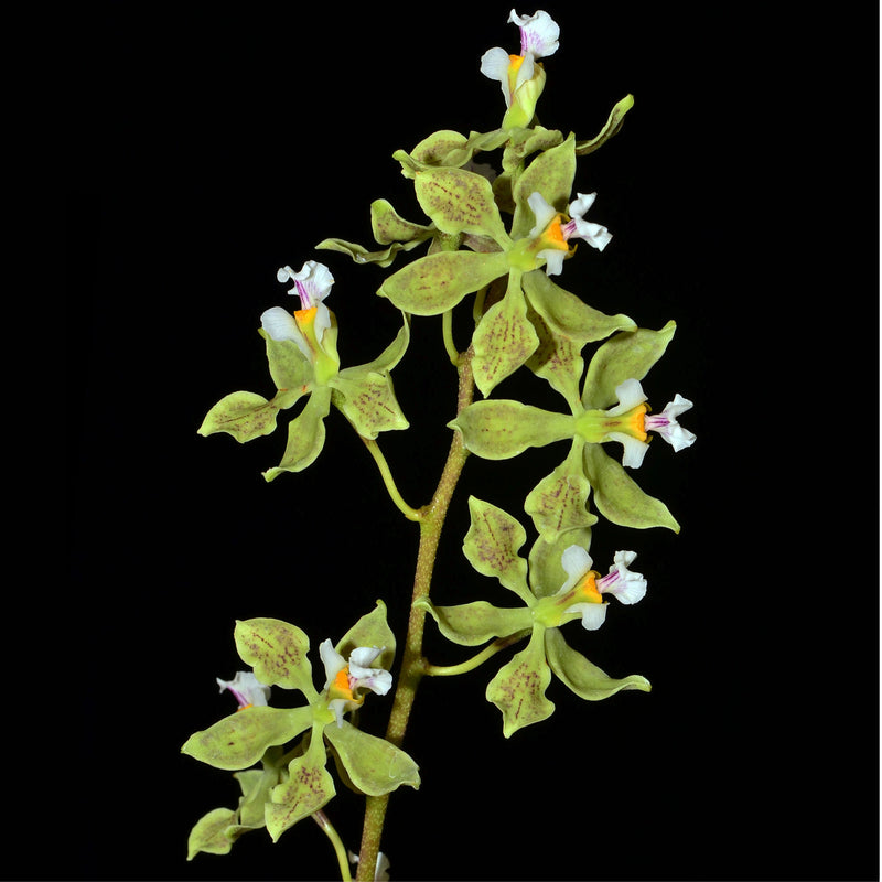 Encyclia granitica