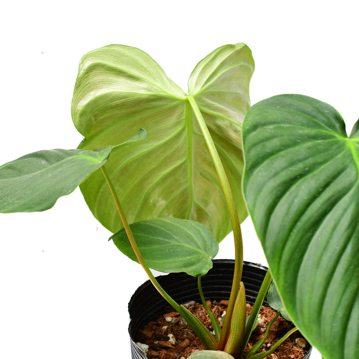 Philodendron Celebration