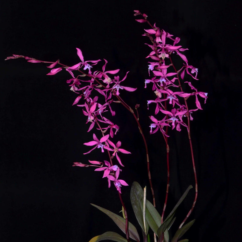 Oncidium beyrodtioides